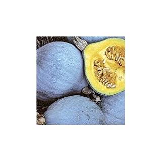  Organic Blue Ballet Squash   25 Seeds   Heirloom Explore 